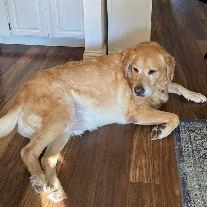 Odin, a Labrador Retriever, before switching to Ollie, visibly overweight