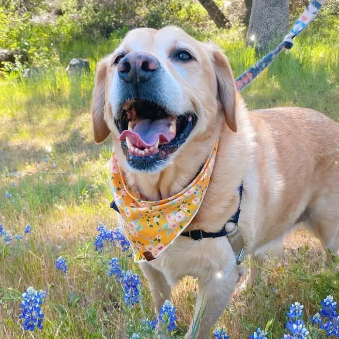 Odin the Labrador Retriever after losing 45 pounds, standing outdoors