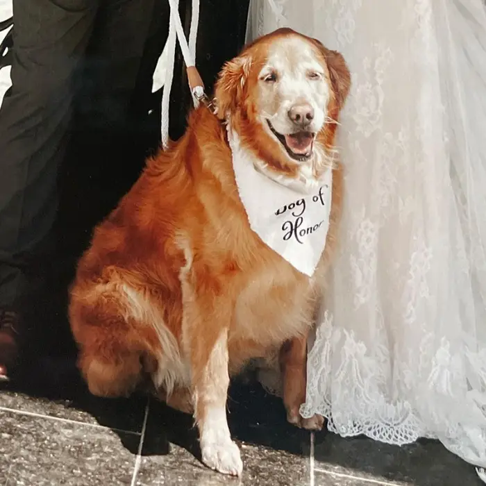 Remi, a Golden Retriever, before switching to Ollie