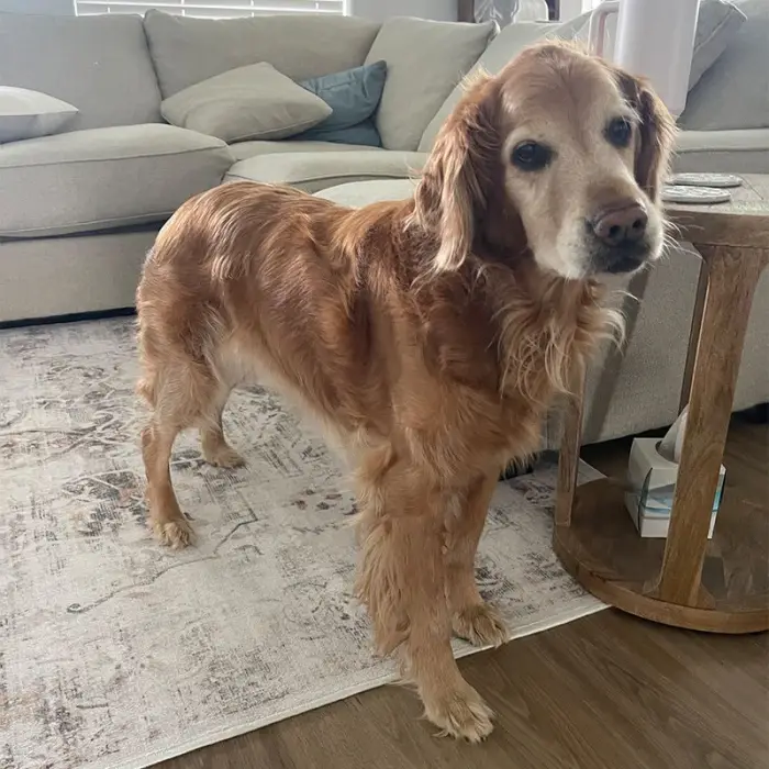 Remi the Golden Retriever after reaching a healthy weight of 58 pounds