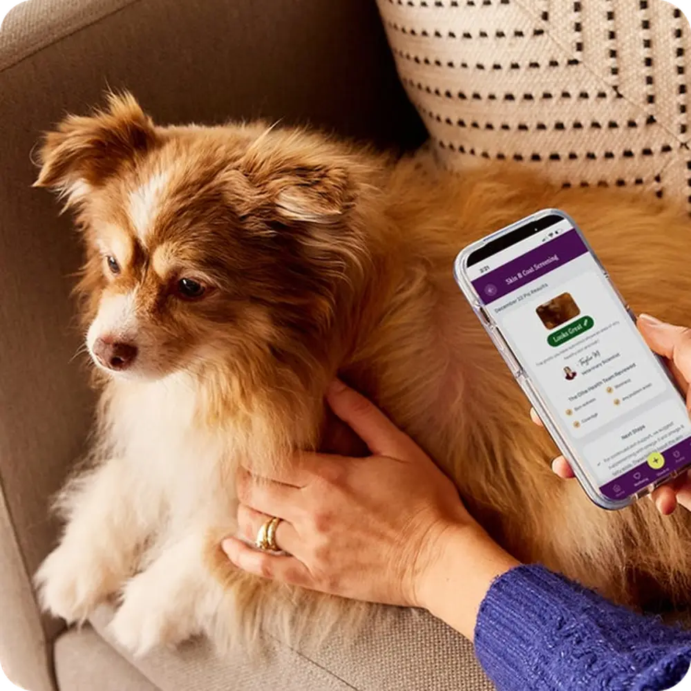 A person on a sofa holding a phone next to a fluffy dog, photographing its coat
