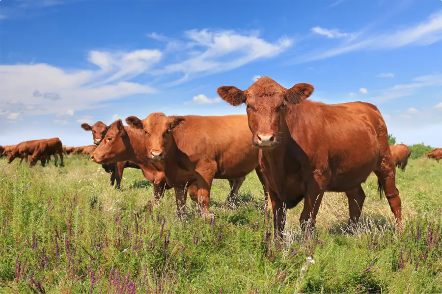 Cattle grazing on open pasture