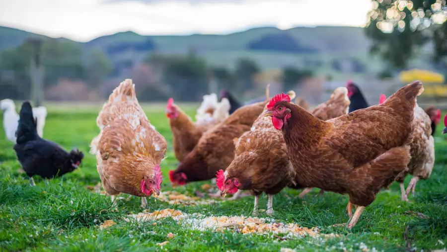 Chickens foraging outdoors on grass