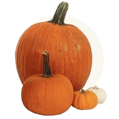Whole pumpkin