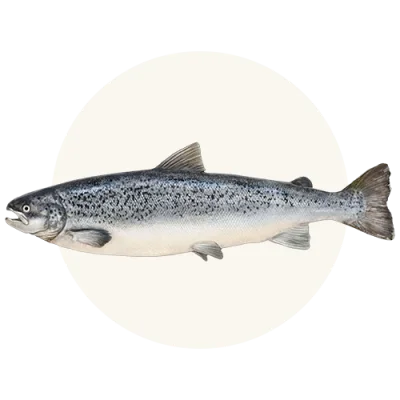 Whole wild caught Pacific salmon