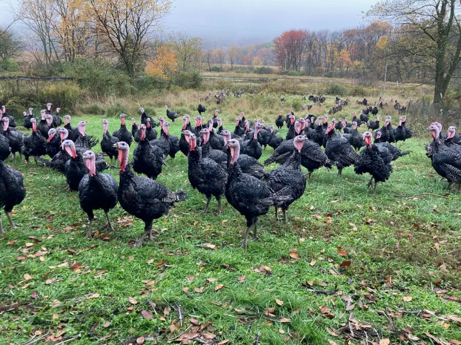 Free range turkeys on open pasture