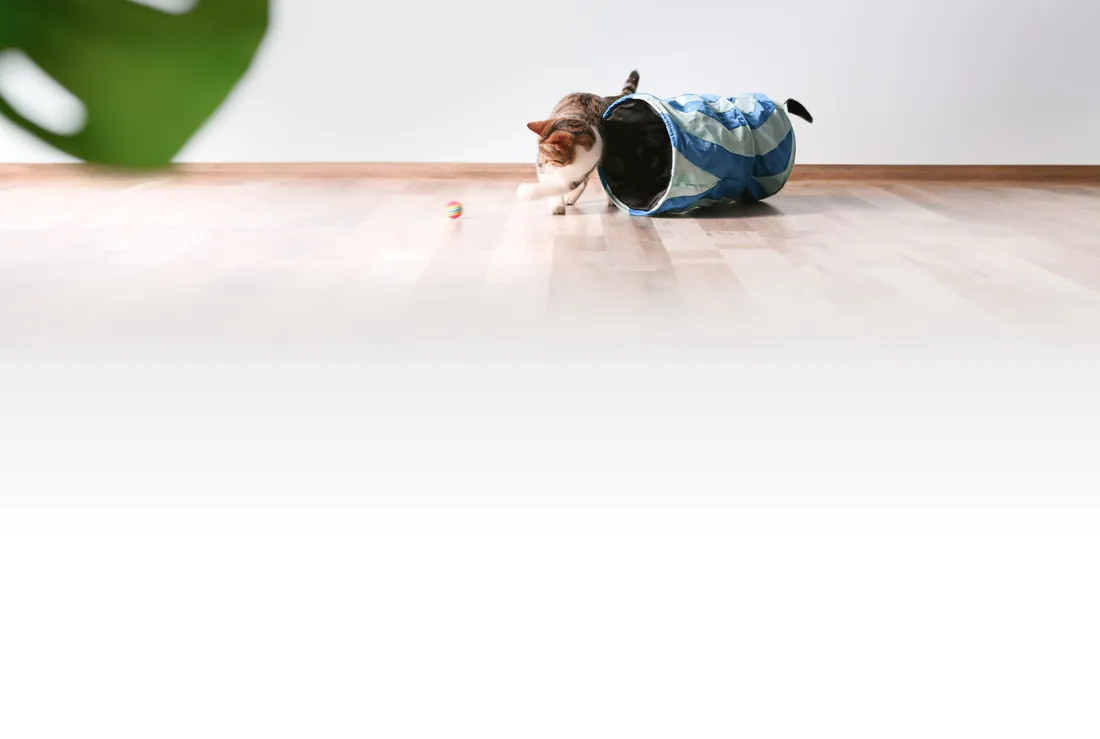 A cat playing inside a fabric tunnel in a living room