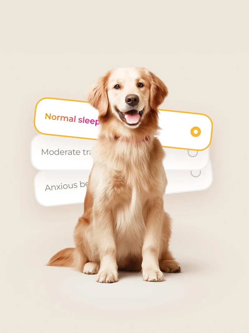 A golden retriever sitting, with three selectable option cards floating in front, one of them highlighted