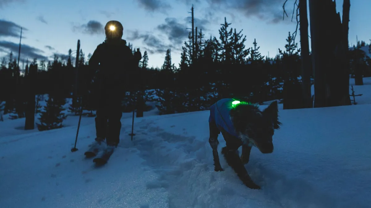 A skier with a headlamp and a dark-coated dog wearing a glowing green safety light, crossing snow in blue pre-dawn light