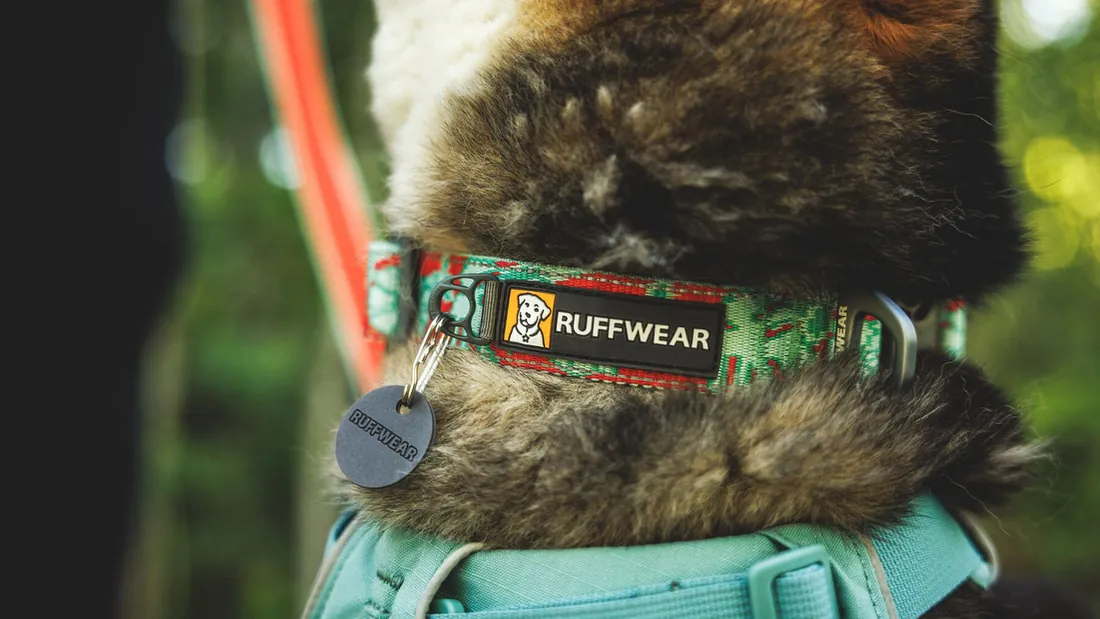 Close-up of a patterned dog collar with a silenced tag, worn over a teal harness