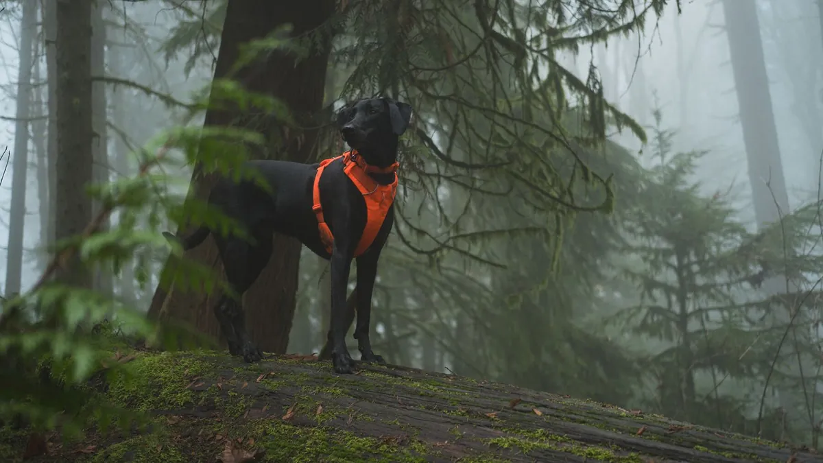 A dark-coated dog in an orange harness standing on a mossy log in a misty forest, almost lost against the trees