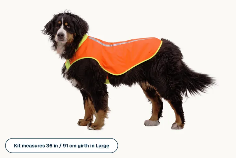 A Bernese mountain dog wearing the Lumenglow vest in size large