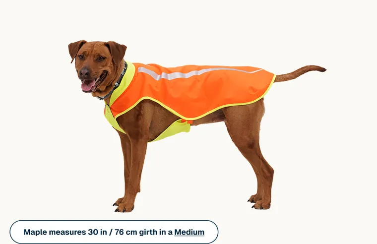 A short-coated tan dog wearing the Lumenglow vest in size medium