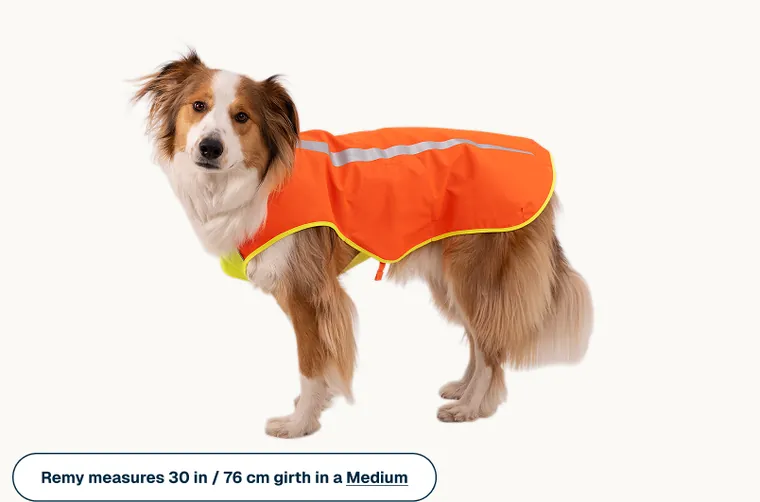 A red and white Australian shepherd wearing the Lumenglow vest in size medium