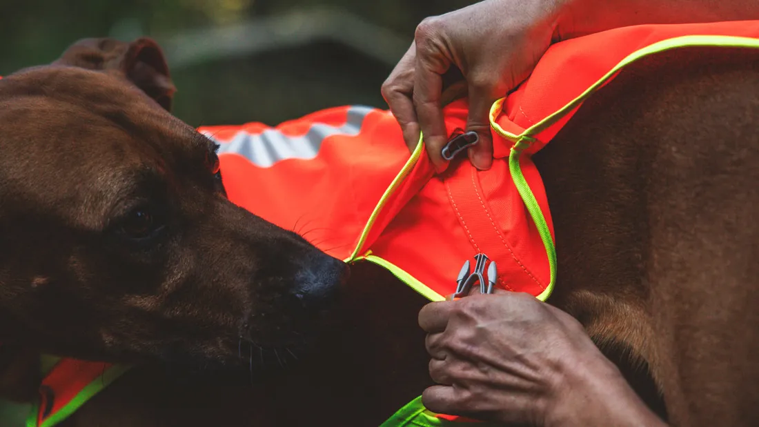 Hands adjusting the neck opening of an orange high-visibility vest on a brown dog