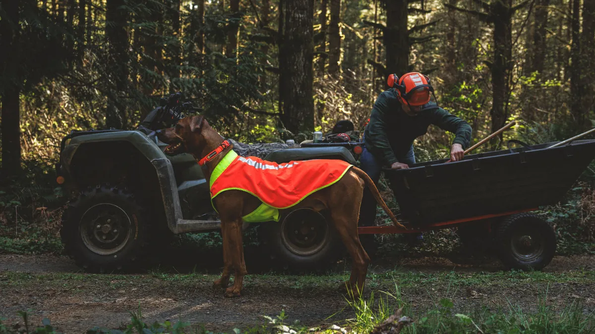 A dog in a high-visibility vest beside a person and a utility vehicle on a forest track at dusk