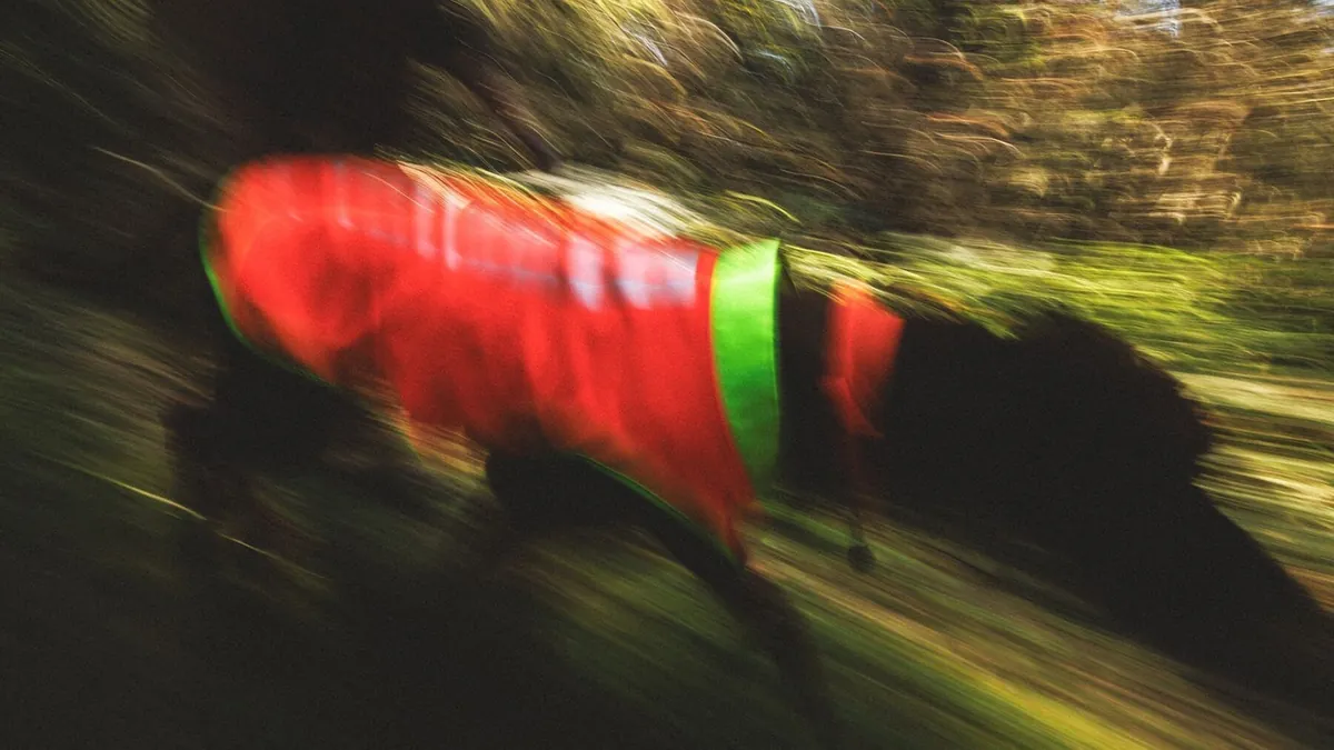 A panned motion-blur photograph of a dog running in a high-visibility orange and yellow-green vest
