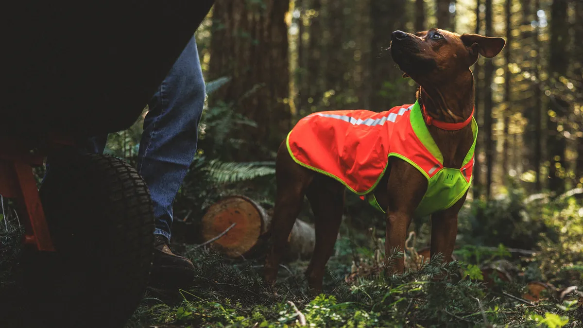 A dark red dog in a high-visibility orange and yellow-green vest beside a person and a wheelbarrow in low forest light