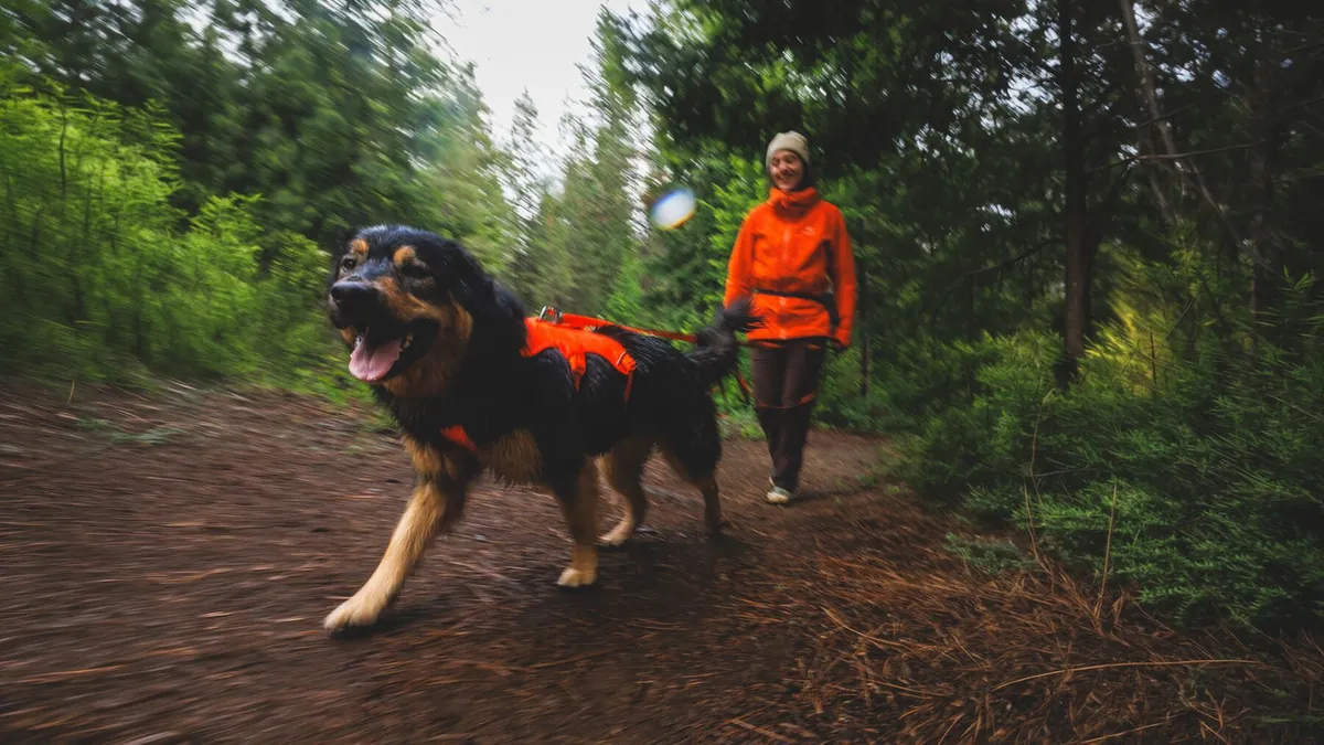A black and tan dog running ahead of a person on a forest trail in low light