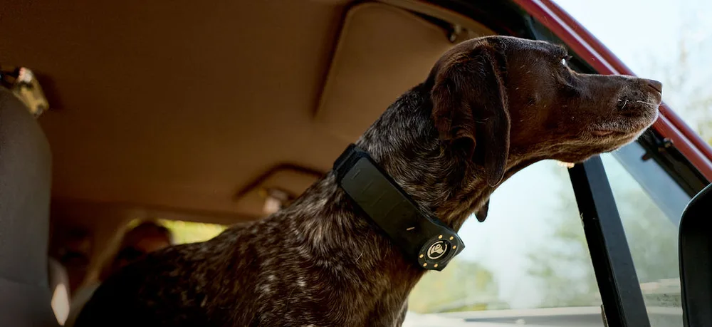 A German Shorthaired Pointer wearing a SpotOn collar leaning toward an open car window