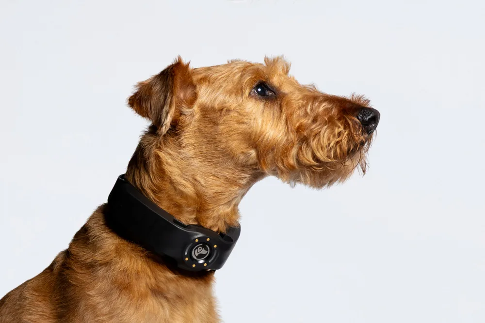 Side view of a terrier wearing a black SpotOn collar with the antenna housing visible on top