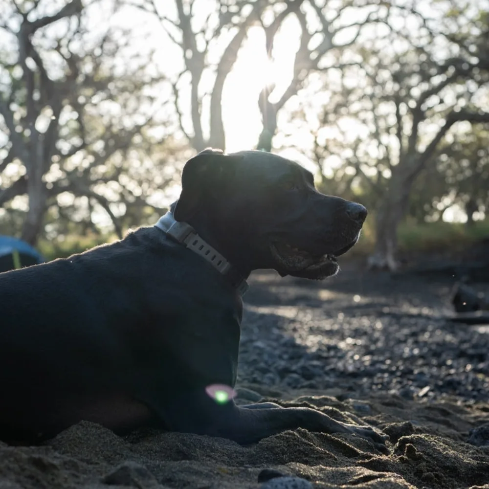 A black dog resting on the ground at a shaded campsite in dense woods