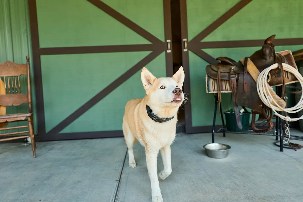 A cream colored dog wearing a collar standing inside a green painted barn with tack on the wall