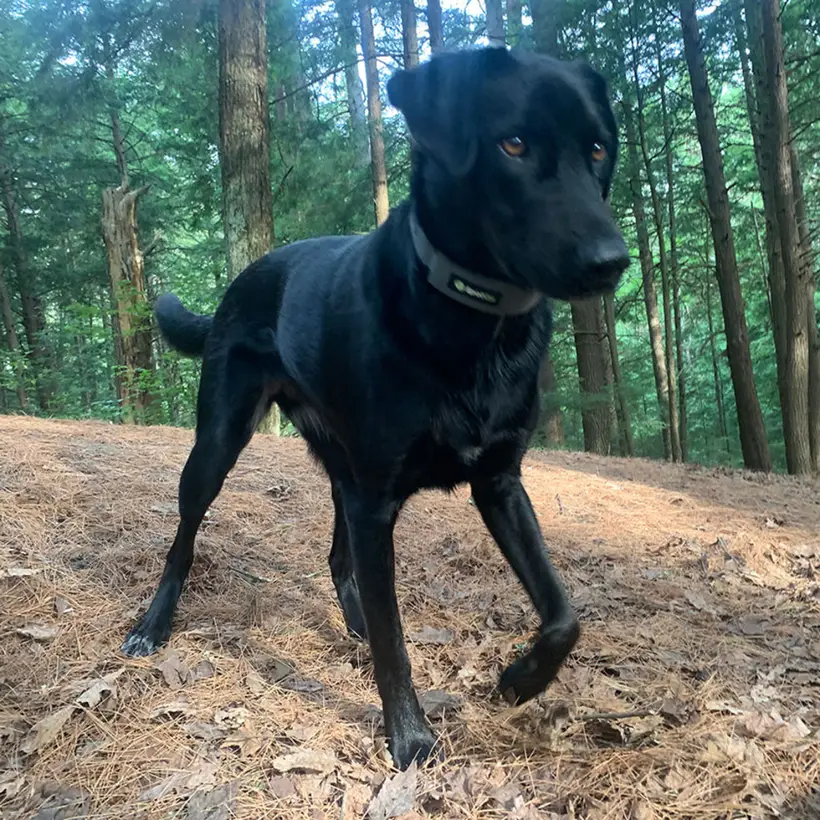 A dark Labrador and Doberman mix standing in a forest clearing