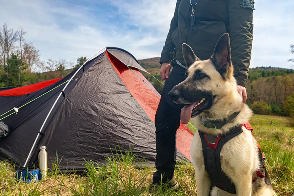 A German Shepherd standing next to a small tent pitched in an open field, wearing a harness