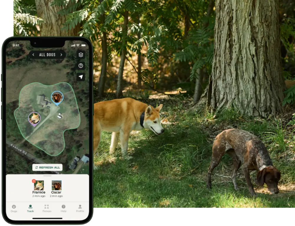A hand holding a phone showing the SpotOn tracking map with two dogs in a forest behind it