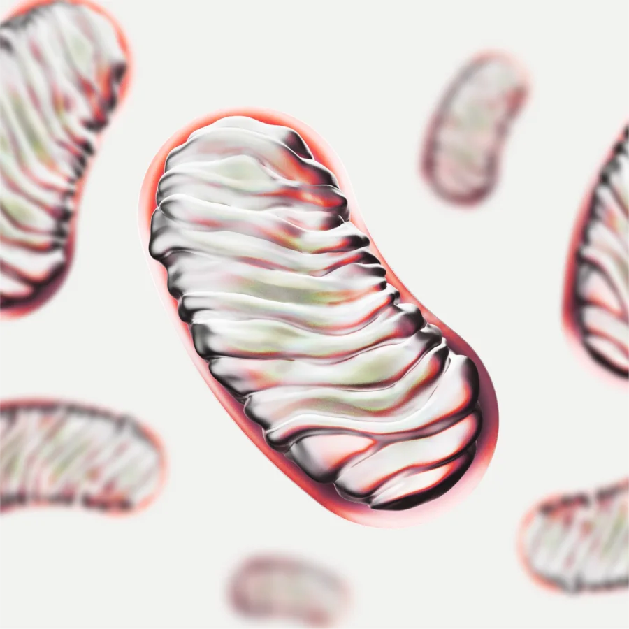 Illustration of healthy mitochondria, the structures that produce most of the body's energy