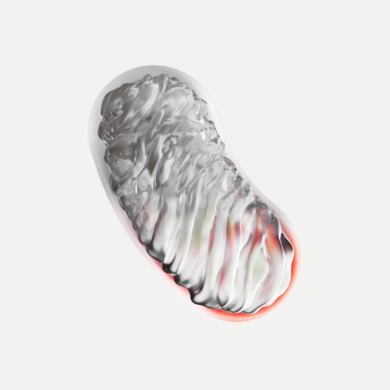 Illustration of a single damaged mitochondrion