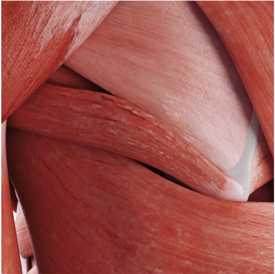 Close-up illustration of skeletal muscle fibers