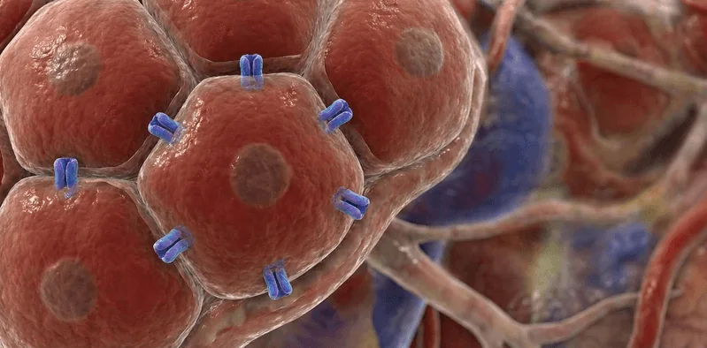 Illustration of water channel proteins embedded in the membrane of liver cells