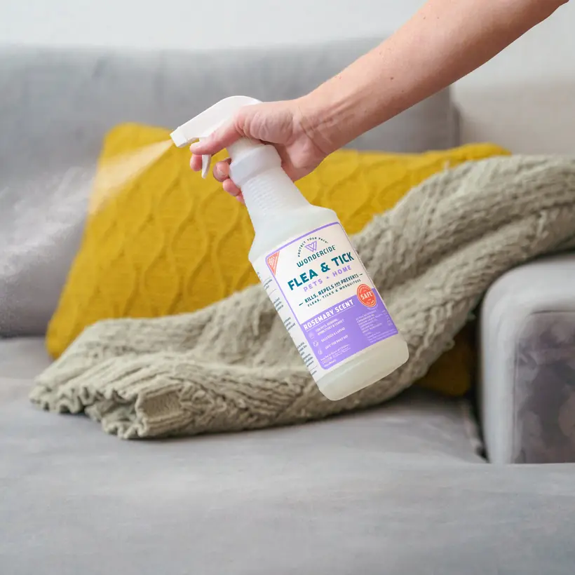 Spraying Wondercide on a blanket and sofa indoors