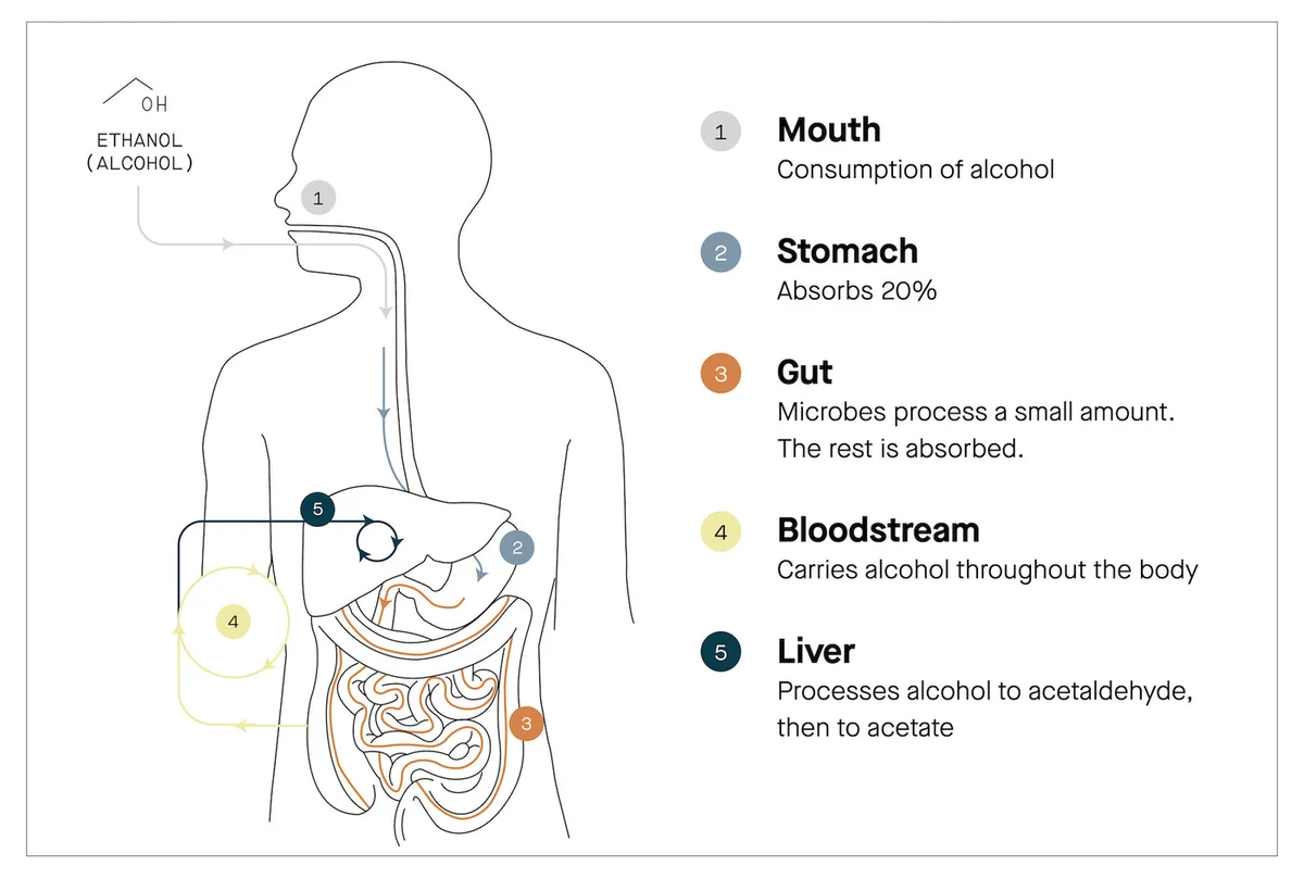 ZBiotics diagram showing alcohol's five stops through the body: mouth, stomach, gut, bloodstream and liver