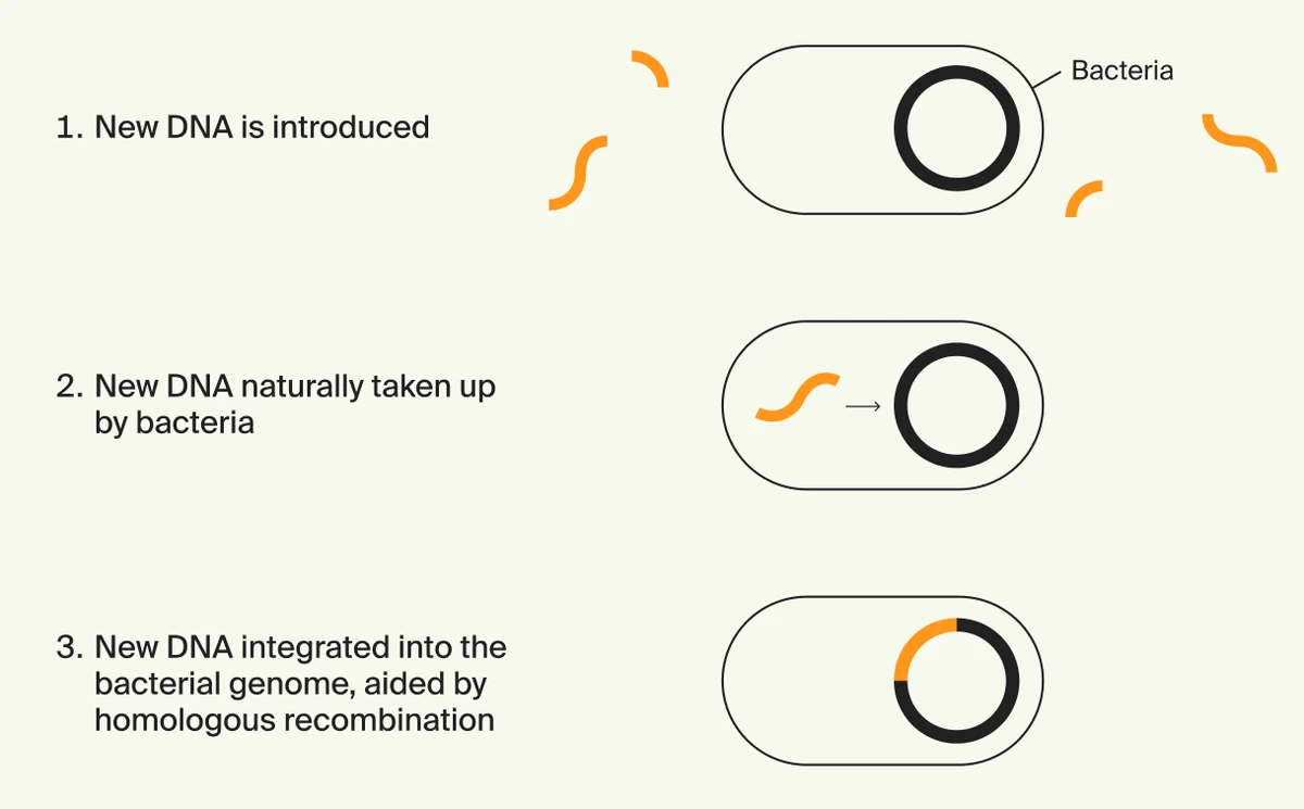 ZBiotics diagram of natural competence: new DNA is introduced, taken up by the bacteria, then integrated into the genome
