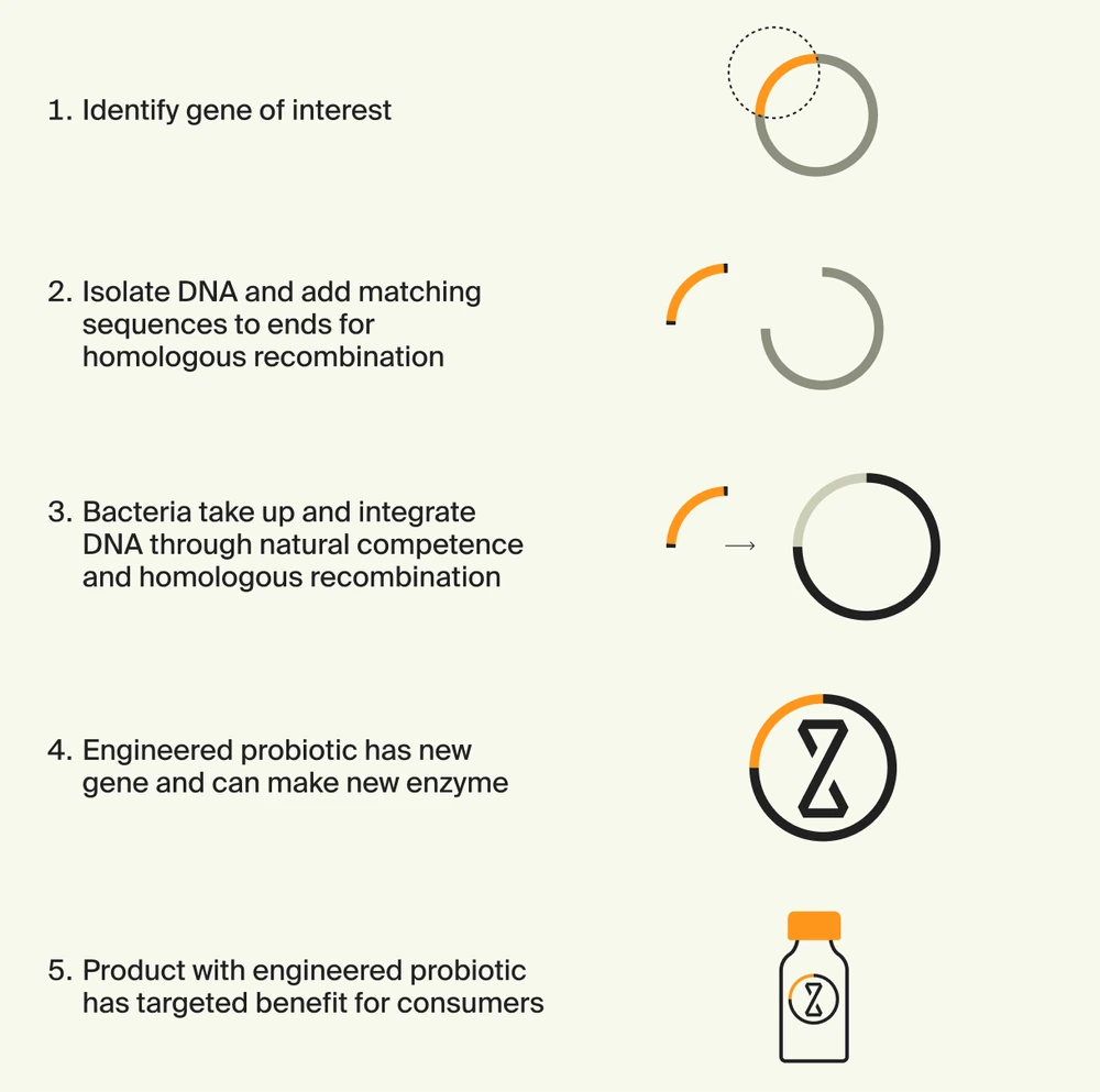 ZBiotics five-step diagram from identifying the gene of interest to a finished bottle containing the engineered probiotic