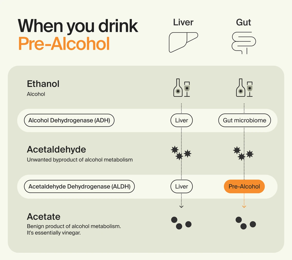 ZBiotics diagram comparing the liver and gut pathways for ethanol, acetaldehyde and acetate, with Pre-Alcohol supplying the missing ALDH step in the gut