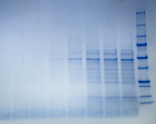 Coomassie blue stained protein gel with a band increasing in intensity across successive lanes