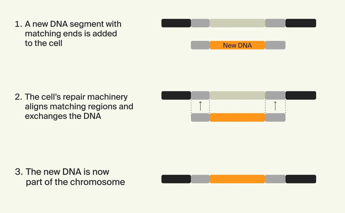 ZBiotics diagram of homologous recombination showing new DNA integrated at a matching sequence in the bacterial genome